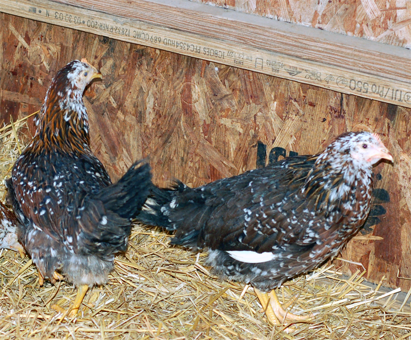 Hühner zu verkaufen Hühner zu verkaufen