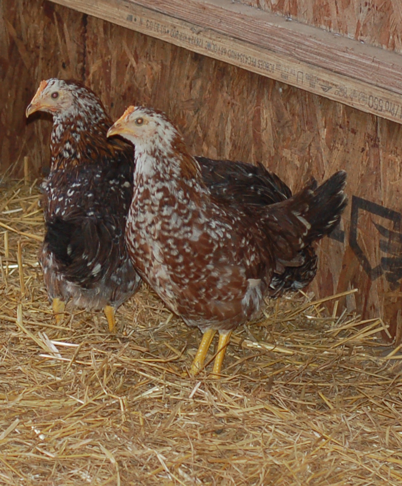Hühner zu verkaufen Hühner zu verkaufen